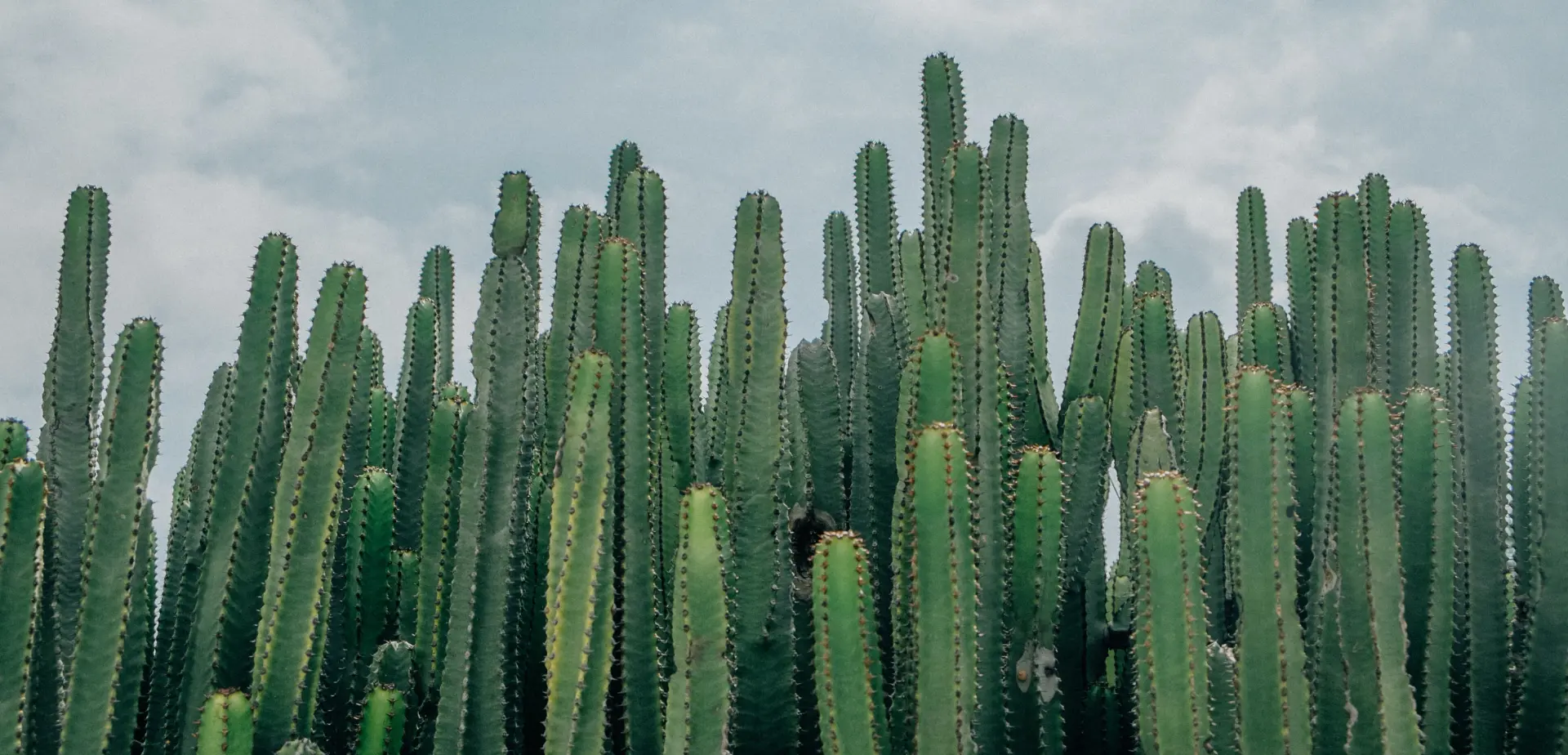 Sparkling Cactus Water Base